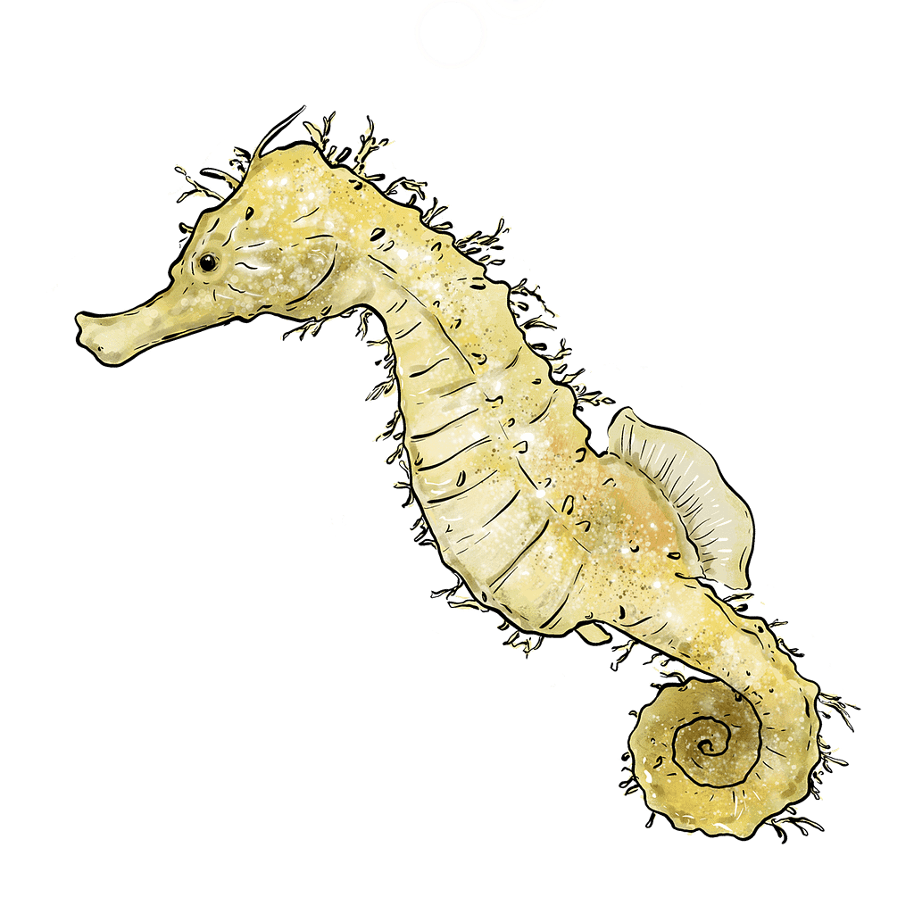 Escarabat Dendarus Schusteri