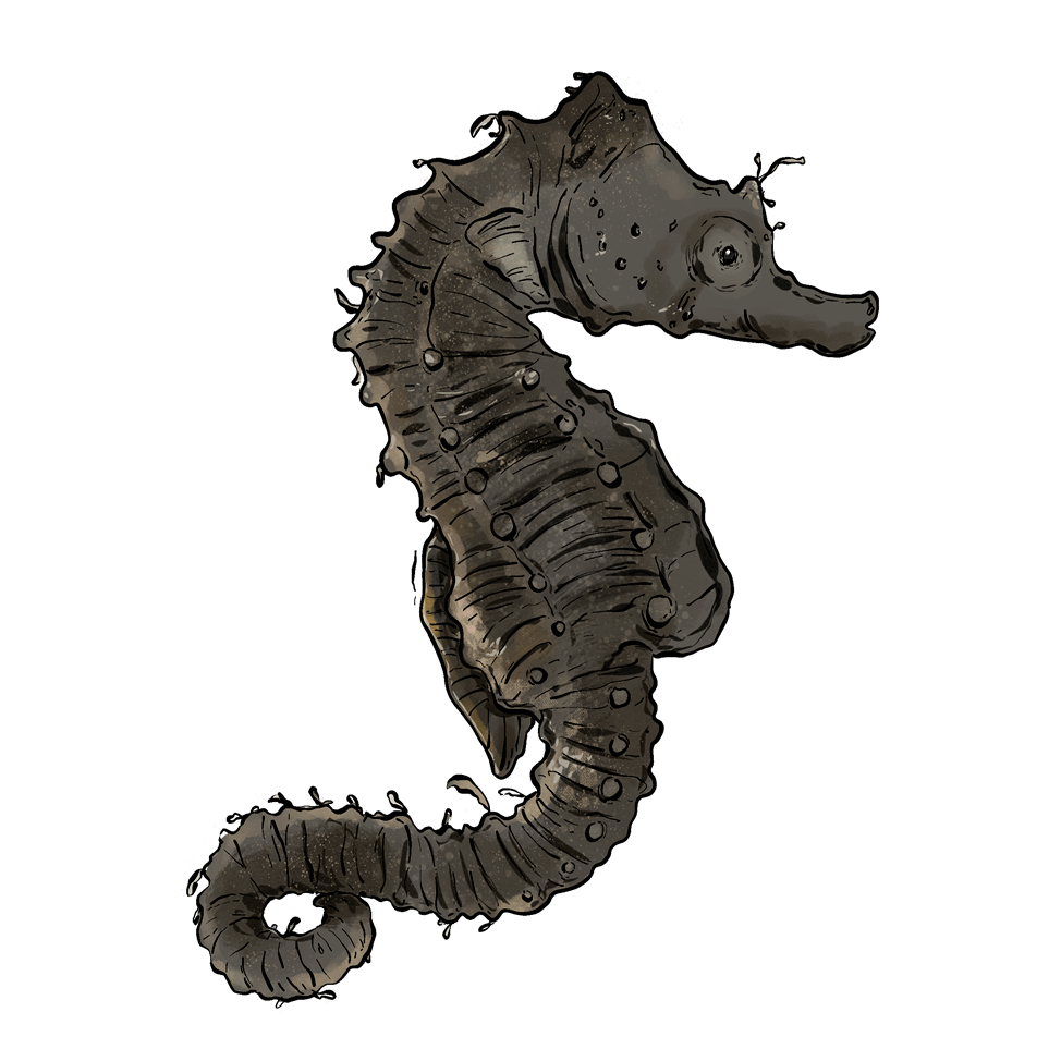 Escarabat Dendarus Schusteri